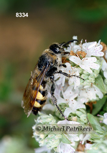 Feather-legged Scoliid Wasp (Dielis plumipes)